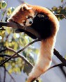 /album/animais%20em%20vias%20de%20extin%c3%a7%c3%a3o/panda-vermelho1-jpg/